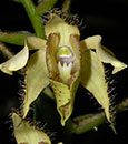 Dendrobium  finisterrae  (" Green Dragonfly' x self) 