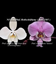 Phal. Rothschildiana  (amabilis  fma Irian Java '24 H Fragrance ' x schilleriana ' Sakura ') 