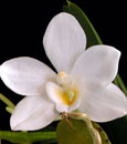 Amesiella  philippinensis  (philippinensis ' Montclair' x philippinensis ' Monte Vista' FCC/AOS)
