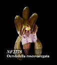  Oeceoclades roseovaregata