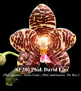 Phal. David Lim  (Phal. gigantea ' Jumbo Giant' x Phal. amboinensis ' The Best ')