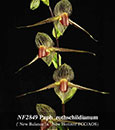 Paph. rothschildianum (" New Balance ' x " New Horizon ' FCC/AOS) 