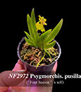 Psygmorchis. pusilla ("Four Seasons"  x self)