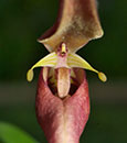 Bulbophyllum dennisii  