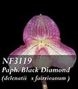 Paph. Black Diamond  ( delenatii var. dunkel  x  fairrieanum ' Red' AM/AOS )