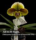 Paph. (Mukoyama Green x Tree of Enzan BM/TPS)