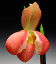 Phrag. Don Wimber  (Eric Young 4N 'Mont Millais' AM/AOS x besseae)