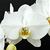 White Symphony Butterfly Orchid Combo
