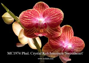 Phal. Crystal Kolehmainen &#39;Sweetheart&#39;  (Sogo Berry x Sogo Medal) 
