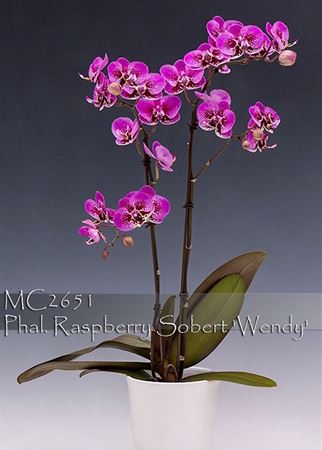 Phal. Raspberry Sorbet &#39;Wendy&#39;  (Queen Beer x Taisuco Micky)