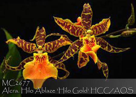 Alcra. Hilo Ablaze &#39;Hilo Gold&#39; HCC/AOS