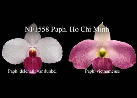 Paph. Ho Chi Minh  (delenatii var dunkei &#39; AAA &#39; x vietnamense &#39; Miss Saigon&#39;)