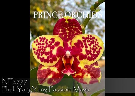 Phal. YangYang Passioin Magic  (Hannover Passion &#39; Ching Ruey &#39; AM/AOS x GW Green World &#39; Yaphon&#39; AM/AOS) 