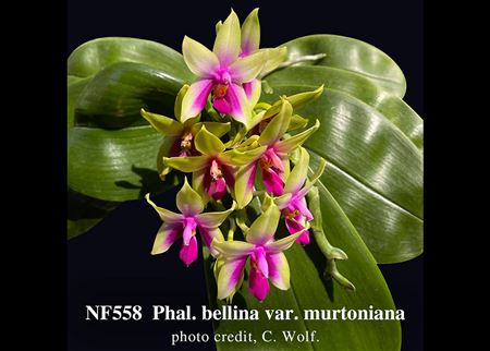 Phal. bellina var. murtoniana (bellina &#39; Jungle&#39; x bellina &#39; Wild Thing &#39;)