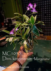 Den. kinginanum &#39;Marginata&#39;  ( x )